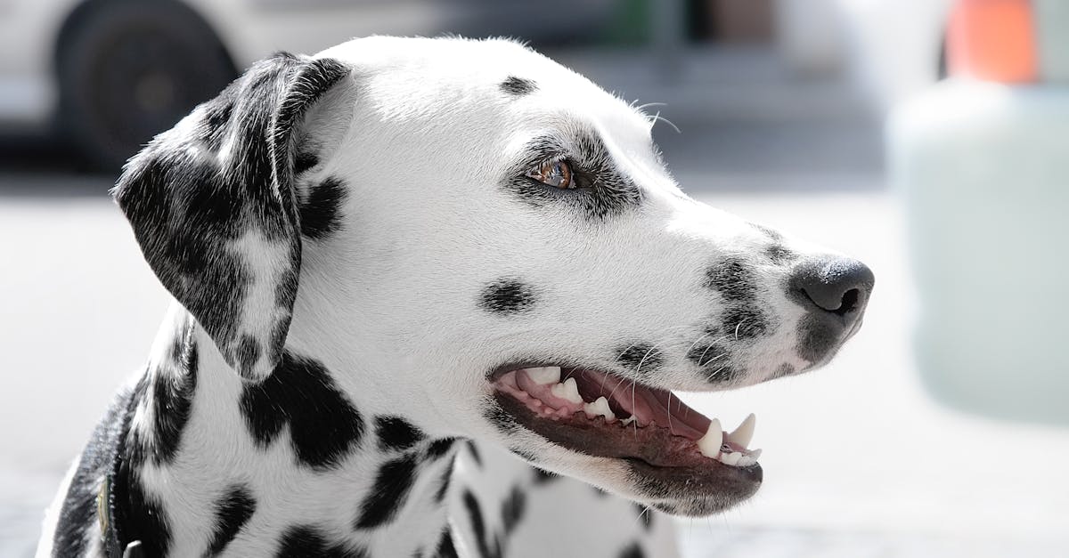 découvrez le dalmatien, une race de chien emblématique connue pour son pelage unique tacheté. apprenez tout sur son caractère joyeux, son besoin d'exercice, et comment en prendre soin pour qu'il soit heureux et en bonne santé.