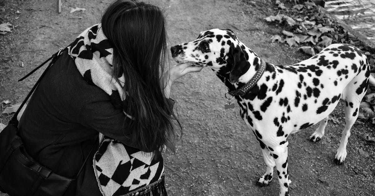 découvrez tout sur le dalmatien, une race de chien emblématique connue pour son pelage tacheté et son caractère énergique. apprenez à en prendre soin, ses origines, et les meilleures pratiques pour l'éducation de cet animal amical et loyal.
