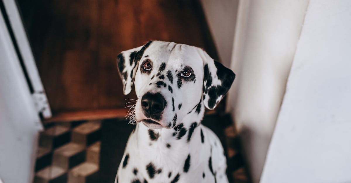 découvrez tout sur le dalmatien, ce chien au pelage tacheté emblématique. apprenez ses caractéristiques, son tempérament, ses besoins en exercice et des conseils pour en prendre soin. que vous soyez propriétaire ou passionné, plongez dans l'univers fascinant de cette race unique !