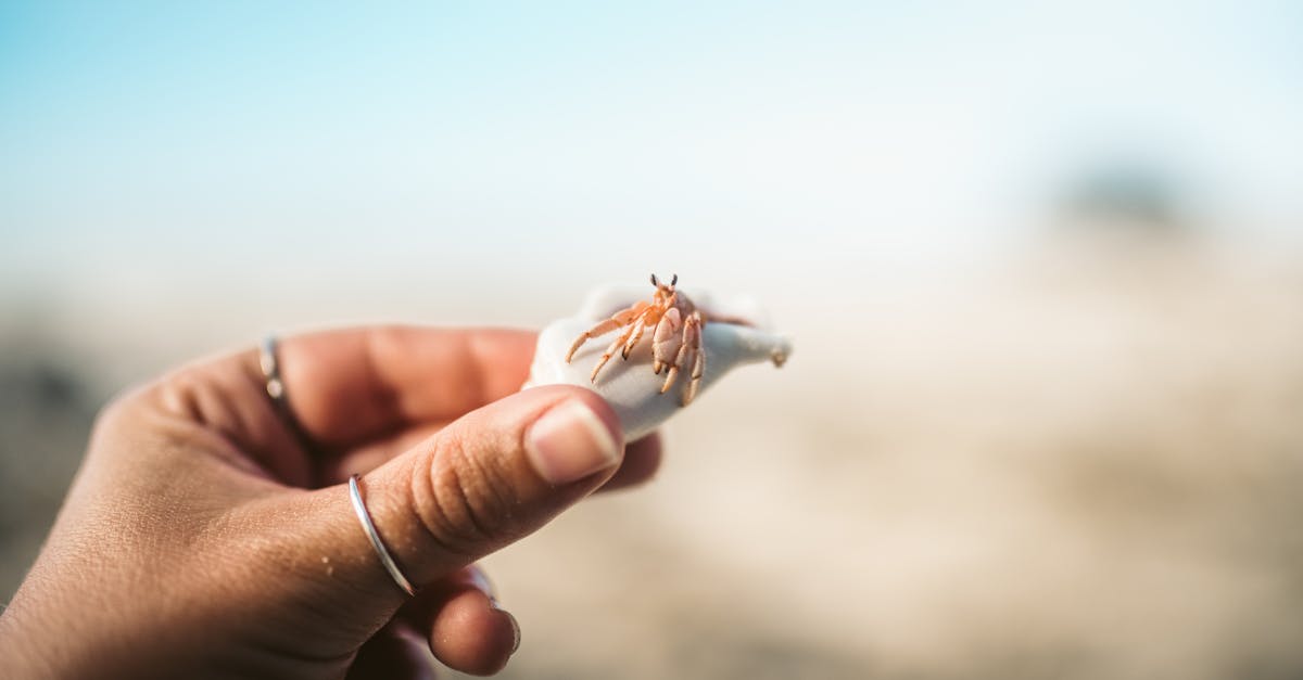 découvrez le komiza crab, un délicieux crustacé aux saveurs uniques. parfait pour les amateurs de fruits de mer, il apporte une touche d'originalité à vos plats. explorez les recettes et conseils pour déguster ce fruit de mer incontournable de la croûte méditerranéenne.