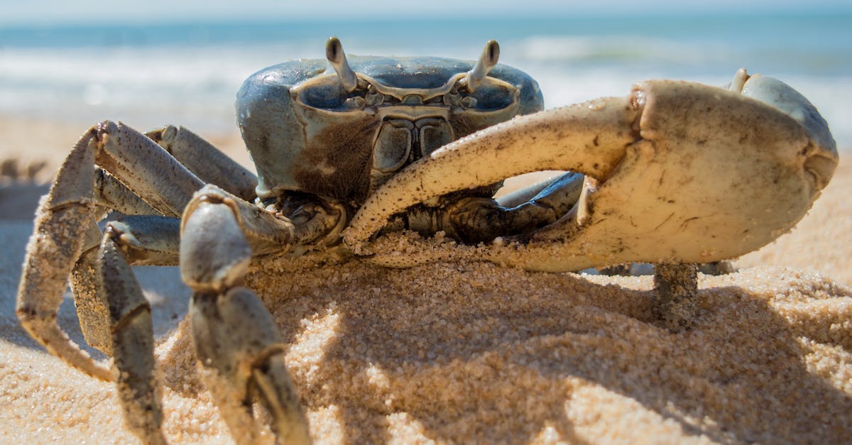 découvrez le komiza crab, un délice de la mer aux saveurs uniques, originaire de la charmante ville de komiza. plongez dans l'expérience culinaire de ce crabe savoureux, préparé avec soin et servi dans les meilleures tables de la région.