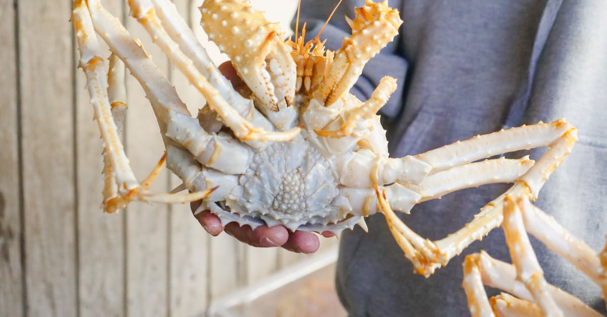 découvrez le komiza crab, un délice culinaire des mers croates. ce crabe savoureux est prisé pour sa chair tendre et son goût unique, parfait pour vos plats de fruits de mer. apprenez-en davantage sur cette spécialité locale et les meilleures façons de la préparer.