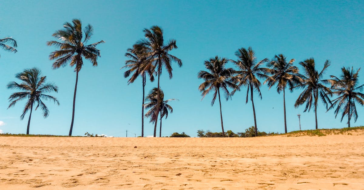 découvrez les plus belles plages du monde, idéales pour se détendre au soleil, pratiquer des sports nautiques, ou simplement profiter d'une vue imprenable sur l'horizon. explorez notre guide des plages pour planifier vos vacances estivales parfaites.